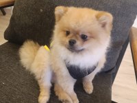 2 yaşındaki pomeranian boo oğlumuzu veriyoruz