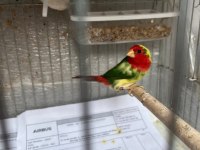 Ağır parçalı parrot goldian finch cinemonlar
