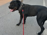 Cane corso yavrularımız