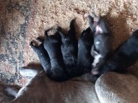 Cane Corso 2 Yaşında