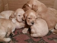 American cocker köpeği