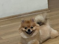Satılık değildir çiftleştirilmeye ihtiyacı var pomeranian