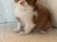 British cinnamon bicolour erkek yavru