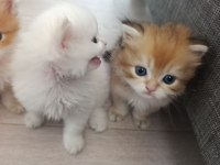 Saf kan golden minik kediler