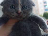 Ücretli melez kedimiz