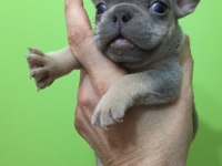 Lilac tan erkek french bulldog bebeğimiz yeni evini arıyor