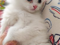 British shorthair kedilerimiz