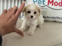 Petmode köpek çifrliğinden tea cup morkie yavrularımız