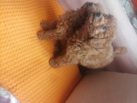 50 günlük toy poodle teacup küçük boy bebeklerim