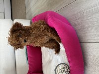 3 Aylık Kore Toy Poodle Oğlumuz Yuvasını Arıyor