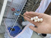 evcil yumurtalı sezonun en iyisi yetişkin/yavru muhabbet