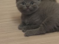 5 haftalık dişi sevimli pati dostlari