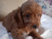 sevimli maltipoo bebeğimiz yer çorlu
