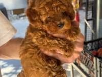 Sağlık Ve Irk Garantili Toy Poodle