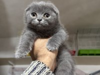 A kalite top kafa erkek scottish fold yavrumuz
