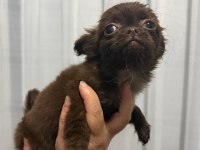 Chihuahua yavrular