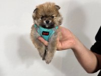 Pomeranian boo
