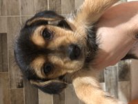 Yorki kardeşler