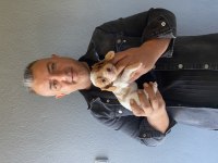 Safkan Cavalier King Charles Yavruları