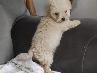 Anne Altından O Orjinal Maltipoo Bebekler