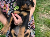 Rottweiler yavrularımız