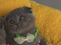 Ayı suratlı blue scottish fold bebeğim