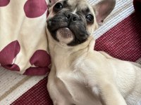 3 aylık French Bulldog