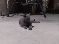 Anaç British Shorthair Kedimiz
