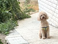 Toy Poodle Dişi 17 Aylık