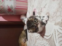 Sahiplenme cins chinchilla kedisi