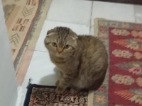 Scottish fold kedimizi sahiplendirme