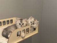 Safkan Chinchilla Bebeklerimiz Teslime Hazırdır