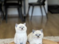Sevecen Britiah Shorthair Blue Poimt Yavrum