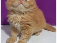 Red british longhair safkan yavrumuz