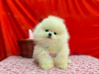 Safkan Pomeranian Boo Yavrularımız