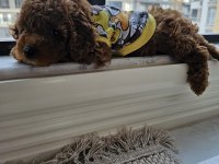 4 Aylık Dişi Oyun Bağımlısı Poodle
