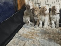 GIANT (DEV) POODLE YAVRULAR