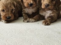 Poodle ayarında maltipoo köpekler