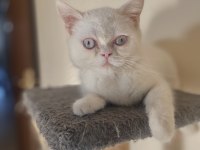 BRİTİSH SHORTHAİR ERKEK YAVRU