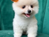 Pomeranian boo köpeği