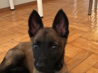 4 Aylık yavru malinois