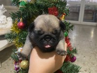 Yavru pug mops
