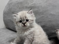 British longhair 2 aylık erkek