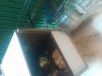Jumbo muhabbet kuşu takımlar