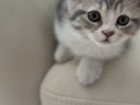 2 aylık british shorthair