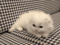 Scottish fold longhair dişi mavi gözlü