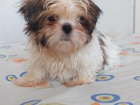Ev Ortamında Büyüyen Hareketli Oyuncu Shih Tzu Köpekler