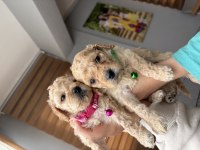 Toy Poodle Köpekleri