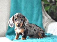 Mini Blue Merle Aşılı Garantili Dachshund Bebeğimiz