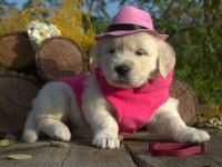 Golden Retriever Adrese Teslim Hizmetimiz Vardır